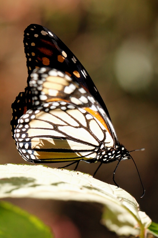 monarchs